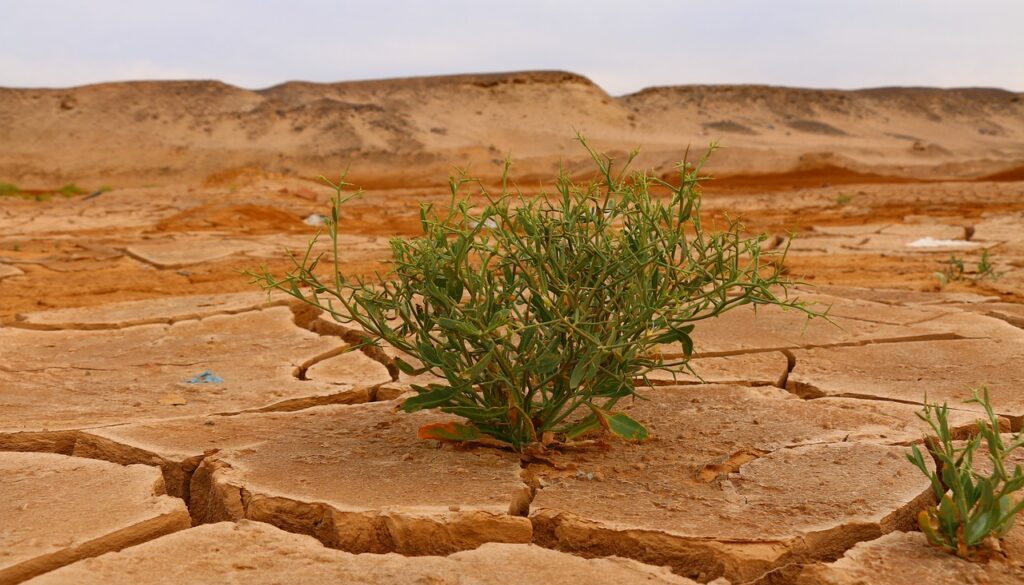 desert life dry nature plant 4376898