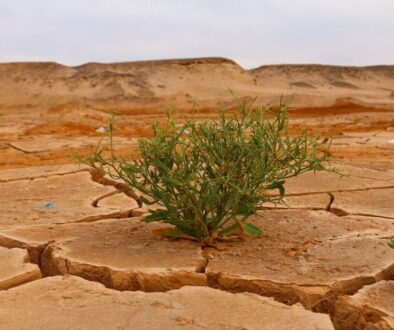 desert life dry nature plant 4376898