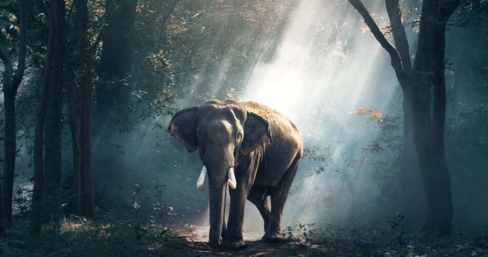 elephant trunk tusks forest jungle 1822636